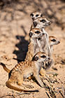 suricates watching