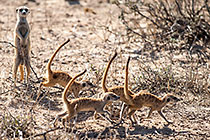 suricates running tail up
