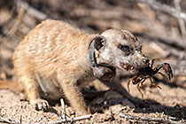 suricate eating scorpion