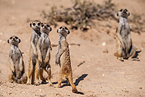 suricates standing on legs & tail & watching