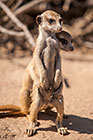 suricates sitting on tail
