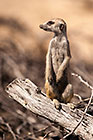 Curiousity