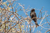 black bird in tree watching suricates