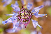 Plectranthus