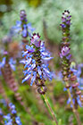 Plectranthus