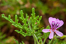 ??? flower & leave