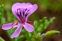 ??? flower & leave