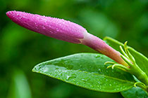 ??? wild star jasmine flower bud