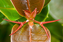 ??? Natal plum leaves