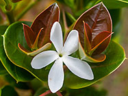 ??? Natal plum flower