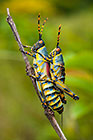 Mating grasshoppers