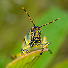 Grasshopper