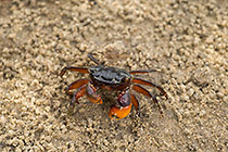 crab in sand
