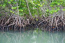 roots & trees in mangroves