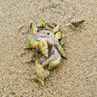 molluscs on beach