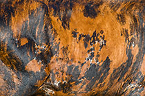 close-up cow skin
