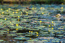 ??? water snowflake flower & leaves on pond