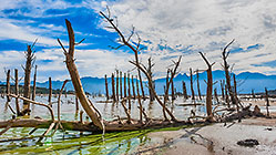 green algae & dead trees in water