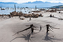 dead trees in sand