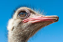 Ostrich Curious