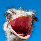 Angry Bird