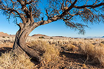 Camel Thorn