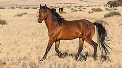 wild horses