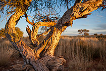 Shepherd's tree