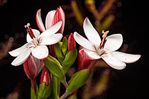 Geissorhiza ovata | sysie | flowers & buds