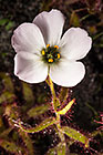 Drosera cistiflora | snotrosie | flower & leaves