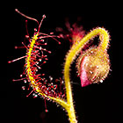 Drosera