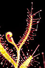 Drosera cistiflora | snotrosie | leaves with sticky droplets