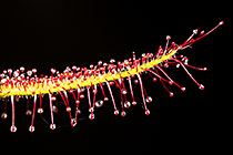Drosera cistiflora | snotrosie | leaves with sticky droplets