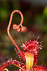 Drosera aliciae | drosera | flower bud & leaves with sticky droplets