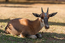 bontebok in camp site