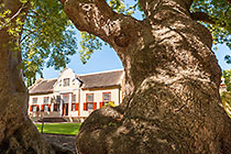 camphor trees in front of homestead