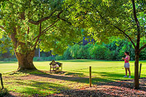 Petra in garden under camphor tree