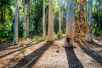 Enya & James kissing eucalyptus trees