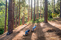 Enya & James playing + Petra sitting in pine tree forest