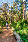 Petra & James walking in eucalyptus forest