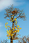 tree with yellow leaves