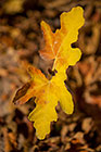 yellow leaves