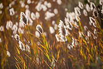 reeds