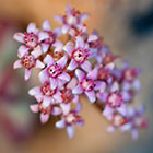 Crassulaceae | flowers
