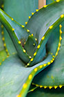 aloe leaves