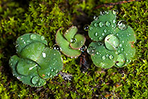 dew drop on leaves