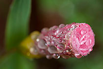 dew drops on flower