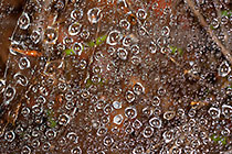 dew drops on spider web