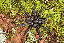 baboon spider