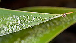 dew drops on leaves
